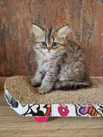 Perzische kater met neus en stamboom, Dieren en Toebehoren, Katten en Kittens | Raskatten | Langhaar, Kater, Gechipt, 0 tot 2 jaar
