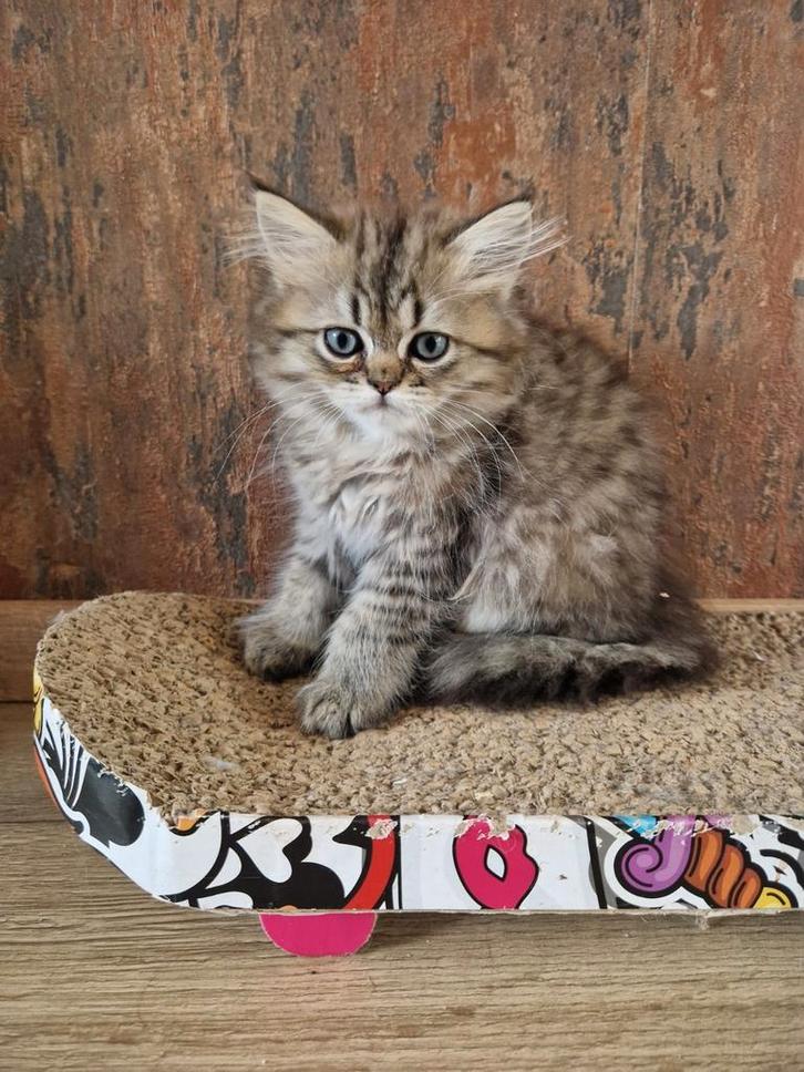 Perzische kater met neus en stamboom, Dieren en Toebehoren, Katten en Kittens | Raskatten | Langhaar, Kater, 0 tot 2 jaar, Met stamboom