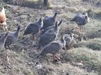 Parelhoen, Dieren en Toebehoren, Pluimvee, Geslacht onbekend, Overige soorten