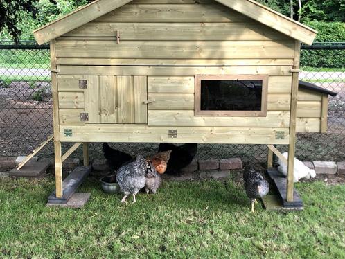 kippenhokken, Dieren en Toebehoren, Overige Dieren-accessoires, Nieuw, Ophalen of Verzenden