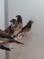 Japanse meeuwen, Dieren en Toebehoren, Vogels | Overige Vogels, Meerdere dieren, Tropenvogel, Geringd