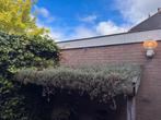 sedum dak, Tuin en Terras, Planten | Tuinplanten, Ophalen, Bodembedekkers, Volle zon, Vaste plant