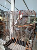 Mooie kooi met 2 parkieten, Ophalen, Zo goed als nieuw, Metaal, Vogelkooi
