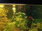 Guppen te koop, Dieren en Toebehoren, Vissen | Aquariumvissen, Vis