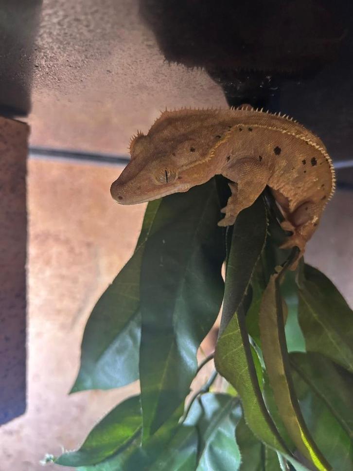 wimpergekko's te koop