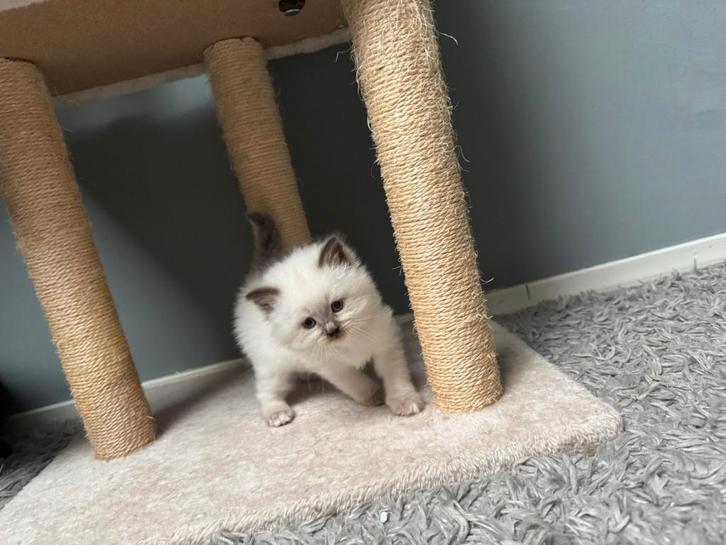 🐾 Prachtige kittens – Perzisch–Himalaya mix 🐾, Dieren en Toebehoren, Katten en Kittens | Overige Katten, Meerdere dieren