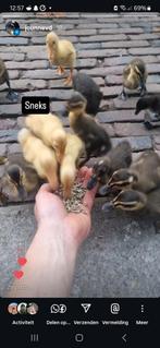 Loopeend kuikens, Dieren en Toebehoren, Eend