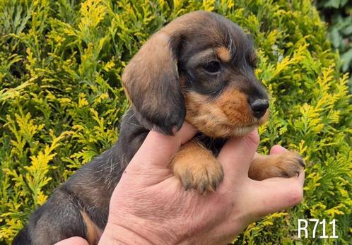 Ruwharige dwerg teckel pups, Dieren en Toebehoren, Honden | Teckels en Dashonden, Meerdere dieren, Ruwhaar, Dwerg, Fokker | Professioneel