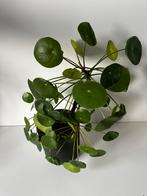 Pannenkoekplant (groot) zonder pot, Ophalen, Overige soorten, Minder dan 100 cm