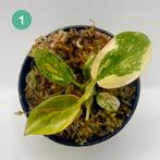 Philodendron Green Congo Variegated, Huis en Inrichting, Verzenden, Halfschaduw, Minder dan 100 cm