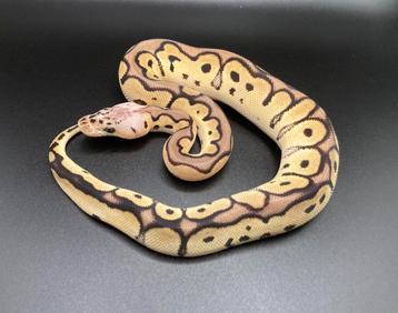 1.0 Pastel Clown ball python regius te koop beschikbaar voor biedingen
