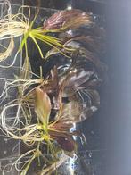 Aquarium plant, Dieren en Toebehoren, Ophalen