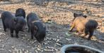 Kleine biggetjes, Dieren en Toebehoren, Meerdere dieren, Varken