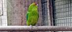 Groene roodvoorhoofd Kakariki. Split voor blauw., Dieren en Toebehoren, Meerdere dieren, Parkiet