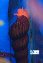 Sulawesi Slak, Slak of Weekdier, Zoetwatervis