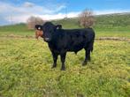 Black Angus stier, Dieren en Toebehoren, Runderen, Mannelijk