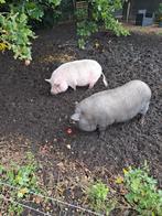 Gratis 2 lieve hangbuik varkens, Dieren en Toebehoren, Mannelijk, Varken