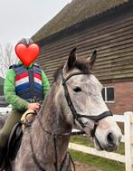 D pony schimmel, Dieren en Toebehoren, Pony's, Zadelmak, 7 tot 10 jaar, Recreatiepony, D pony (1.37m tot 1.48m)