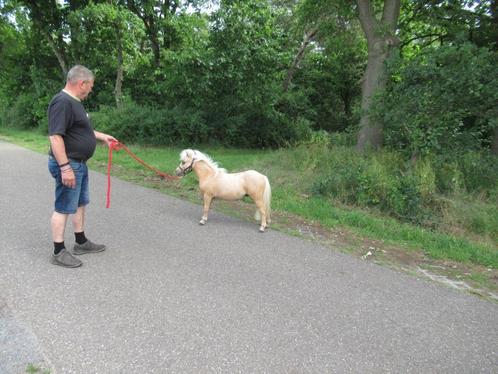 Apart mooi palomino Paardje, Dieren en Toebehoren, Pony's, Hengst, A pony (tot 1.17m), Recreatiepony, 0 tot 2 jaar, Gechipt, Ontwormd
