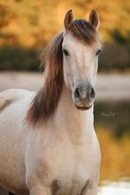 Bijrijder gezocht ️, Dieren en Toebehoren, Ophalen