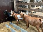 Mooie en kindvriendelijke dwergbokken, Dieren en Toebehoren, Schapen, Geiten en Varkens, Mannelijk, Geit, 0 tot 2 jaar