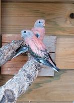 Prachtige piep jonge Bourke parkieten mannen, Dieren en Toebehoren, Vogels | Parkieten en Papegaaien, Mannelijk, Parkiet, Tam