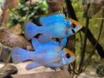 Antennebaarsje Ramirezi Electric Blue, Dieren en Toebehoren, Vissen | Aquariumvissen, Vis, Zoetwatervis