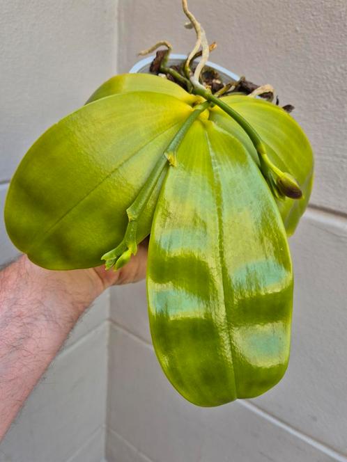Orchidee Phalaenopsis Violacea geurend p12 (2), Huis en Inrichting, Kamerplanten, Overige soorten, Minder dan 100 cm, Ophalen of Verzenden