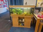 Juwel 240, Dieren en Toebehoren, Ophalen of Verzenden, Gebruikt, Leeg aquarium