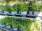 Verbena bonariensis - IJzerhard, Tuin en Terras, Planten | Tuinplanten, Volle zon, Vaste plant, Zomer, Ophalen