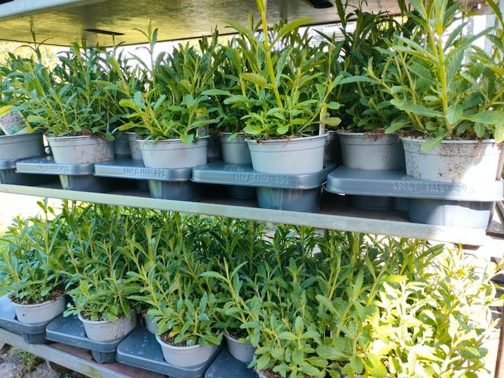 Verbena bonariensis - IJzerhard, Tuin en Terras, Planten | Tuinplanten, Vaste plant, Overige soorten, Volle zon, Zomer, Ophalen