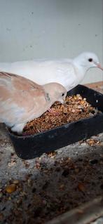 Te koop  een koppeltje tortelduifjes of lachduifjes, Dieren en Toebehoren, Vogels | Duiven, Meerdere dieren, Tortelduif
