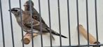 2 jonge ceres amadines 20€ pst, Dieren en Toebehoren, Vogels | Overige Vogels, Meerdere dieren