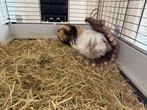 3 jonge cavia’s, Dieren en Toebehoren, Knaagdieren, Cavia, Vrouwelijk, Januari, Tam