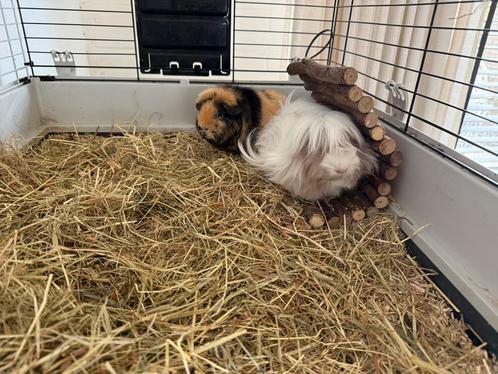 3 jonge cavia’s, Dieren en Toebehoren, Knaagdieren, Vrouwelijk, Cavia, Januari, Tam