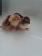 Kuikens, Dieren en Toebehoren, December, Geslacht onbekend