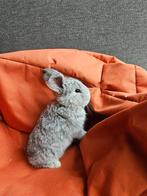 LAATSTE raszuivere Franse Hangoor Chinchilla - gevaccineerd, Dieren en Toebehoren, Konijnen, Meerdere dieren, Groot, Hangoor