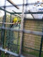 Te koop bergparkieten 2poppen 2025 50 euro p/s, Dieren en Toebehoren, Meerdere dieren, Parkiet, Geringd