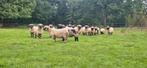 Diverse Walliser Schwarznase ooien, Dieren en Toebehoren, Schapen, Geiten en Varkens, Vrouwelijk, Schaap