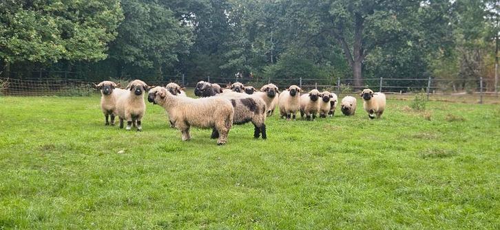 Diverse Walliser Schwarznase ooien, Dieren en Toebehoren, Schapen, Geiten en Varkens, Schaap, Vrouwelijk