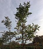 Walnotenboom Juglans regia (SCHERPE PRIJS!!) €55,-, Tuin en Terras, Planten | Bomen, 250 tot 400 cm, Volle zon, In pot, Overige soorten