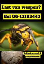 WESPEN BESTRIJDING WESPENNEST HOORNAARS HELMOND DEURNE ASTEN