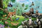 Jungledieren behang Nieuw-Zeeland, kangoeroe, Australie, Nieuw, Wanddecoratie, Verzenden