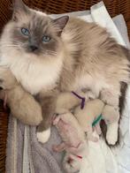 Prachtig nestje van 4 Ragdoll  kittens, Dieren en Toebehoren, Katten en Kittens | Raskatten | Langhaar, Meerdere dieren, Gechipt