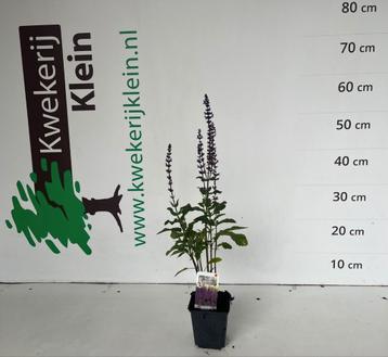 Vaste Plant - Diverse Soorten beschikbaar voor biedingen
