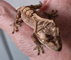 Ter overname jonge wimpergekko, Dieren en Toebehoren, Reptielen en Amfibieën, Hagedis, 0 tot 2 jaar