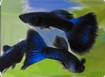 Blue moscow guppy's te koop voor 2,50 per stuk, Vis