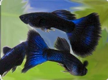 Blue moscow guppy's te koop voor 2,50 per stuk beschikbaar voor biedingen