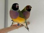 Gouldamadine - Chloebia gouldiae, Meerdere dieren, Tropenvogel, Geringd