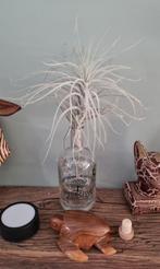 Tillandsia Tectorum Caulescens, Ophalen of Verzenden, Overige soorten, Minder dan 100 cm
